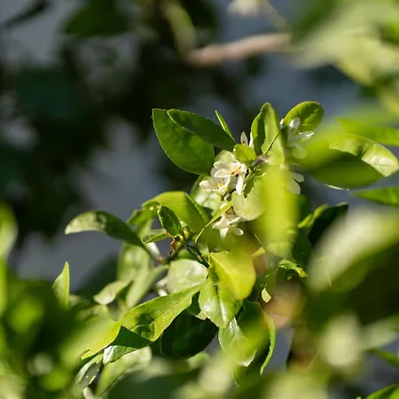 Villa Olive & Bloom