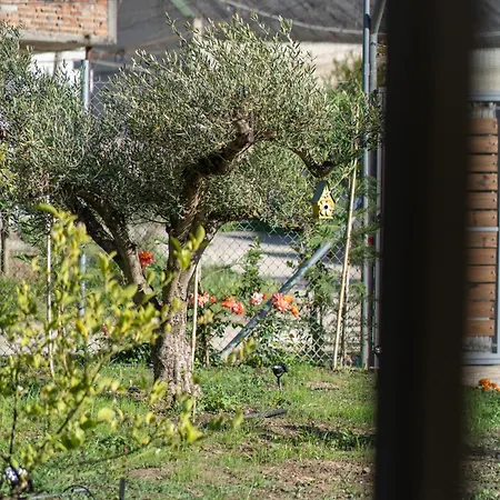 Olive & Bloom * Berat