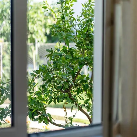 Villa Olive & Bloom Berat